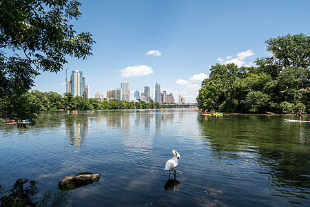 white bird standing on body of water during daytime thumbnail