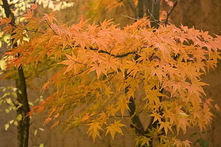 brown maple leaves thumbnail