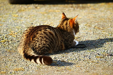 brown cat on ground thumbnail