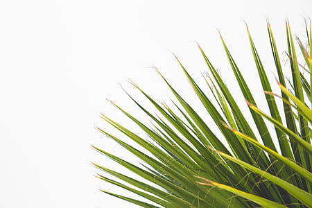 palm leaf thumbnail