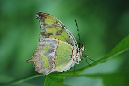 malachite butterfly perched on green leaf plant in closeup photography thumbnail