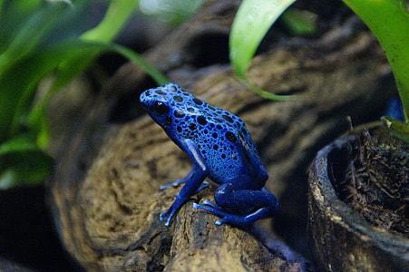 selective focus photography blue Tree Frog thumbnail