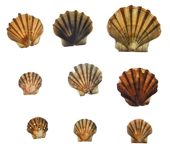 assorted-color shells collage thumbnail