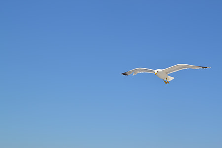 albatross in flight thumbnail