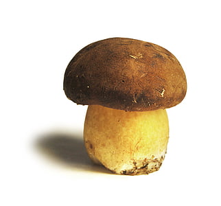 brown mushroom thumbnail