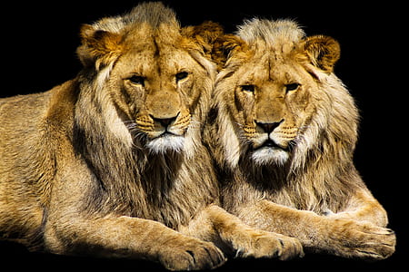 two brown Lions thumbnail