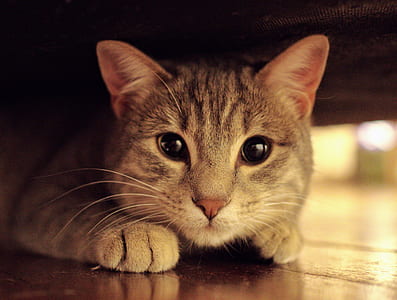 animal, pet, cute, eyes thumbnail
