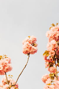 pink petaled flowers during daytime thumbnail