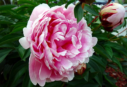 closeup photo o pink carnation flower thumbnail