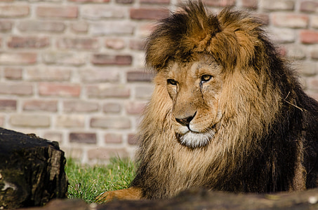 Lion laying on brown ground thumbnail