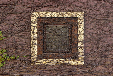 square white and brown window coated with vines thumbnail