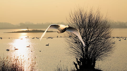 white flying bird above tall grass near body of water thumbnail