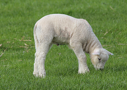 white lamb on grass field thumbnail