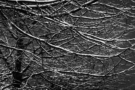 tree branches greyscale photo thumbnail
