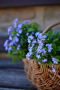 selective focus of purple petaled flower on basket thumbnail