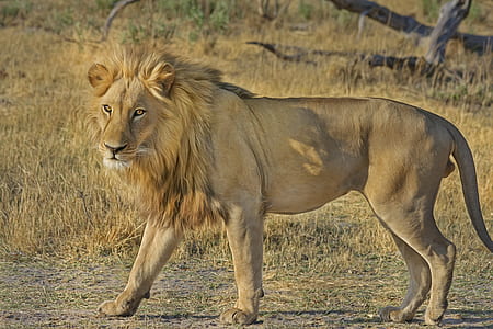 brown lion thumbnail