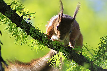 selective focus photography of brown and white squirrel on tree branch thumbnail