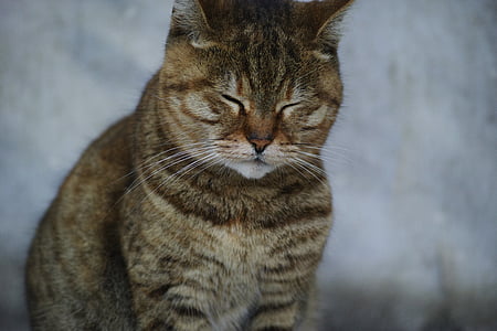 brown tabby cat thumbnail