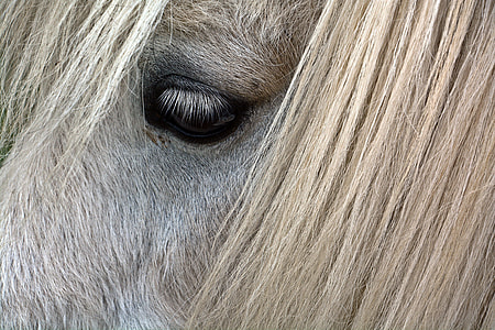 brown horse thumbnail