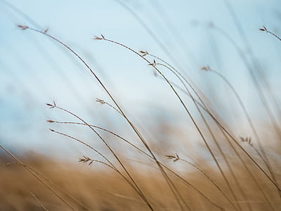 shallow focus photography of grains thumbnail