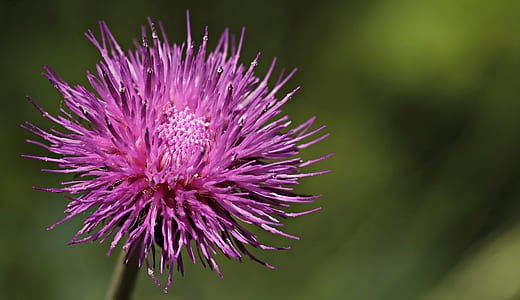 summer, purple, garden, petals thumbnail