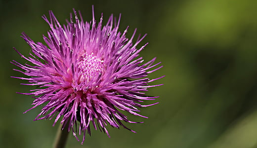 purple Chrysanthemum flower thumbnail