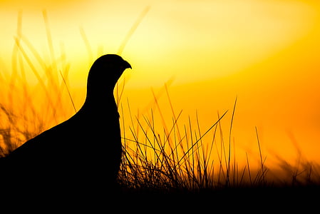 silhouette photography of chicken thumbnail