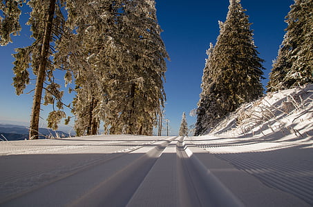 snow-covered mountain with pine trees under clear sky during daytime thumbnail