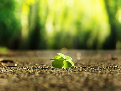 selective focus photo of green leafed plant thumbnail