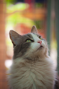 selective focus photography of long-haired cat thumbnail
