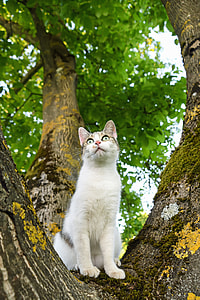 white cat on tree thumbnail