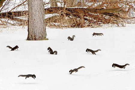 squirrel lot on snowy field thumbnail
