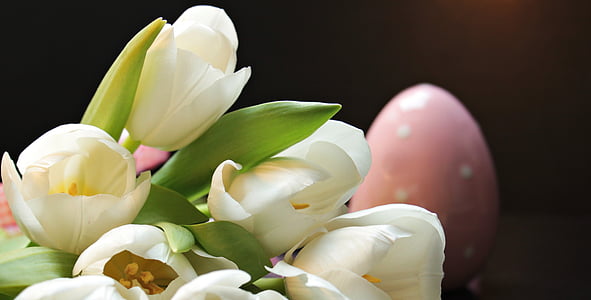 white tulip flowers thumbnail