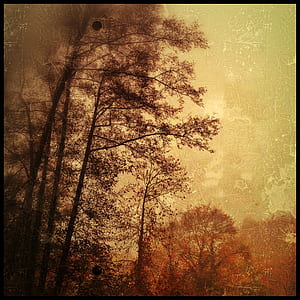 forest painting and black wooden frame thumbnail