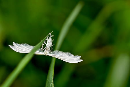 white winged insect on green grass thumbnail