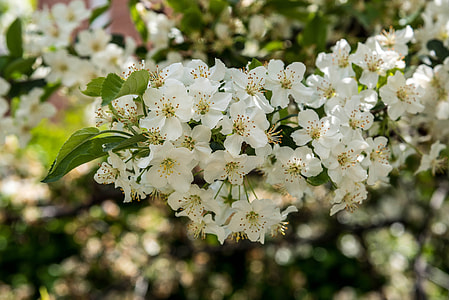 Bunch of white flowers thumbnail