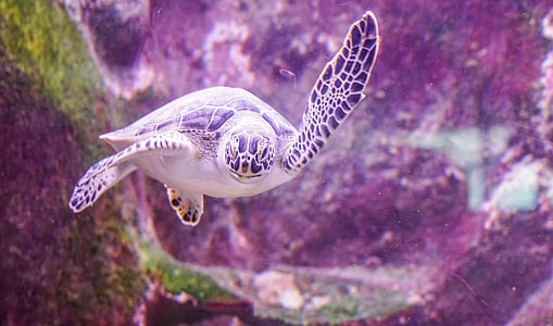 brown and white turtle thumbnail