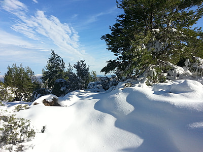 snow-covered trees thumbnail