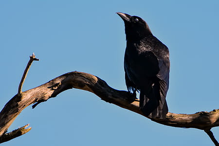 Black Bird on Top of Brown Driftwood thumbnail