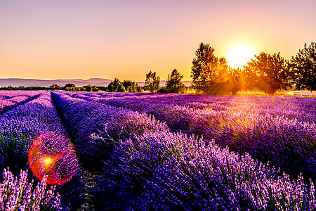 photo of Lavender field during sunrise thumbnail