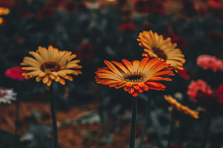 selective focus photo of orange and red floral field thumbnail