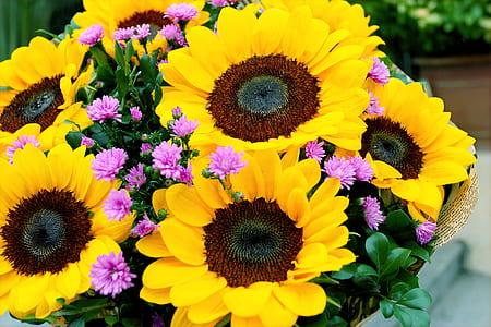 Sunflowers thumbnail