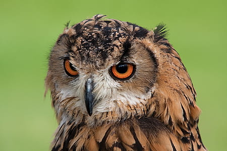 close photography of brown owl thumbnail