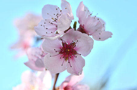 selective focus photography of pink-and-white petaled flowers at daytime thumbnail