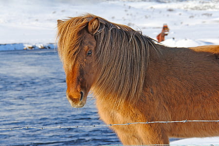 brown horse near body of water thumbnail