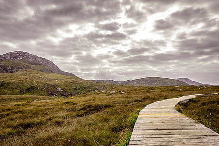 brown wooden pathway between green grass during daytime thumbnail