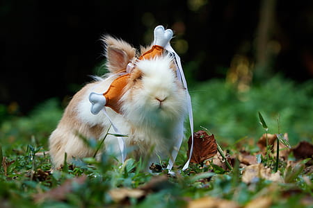 photo of white and brown rodent on green grass thumbnail