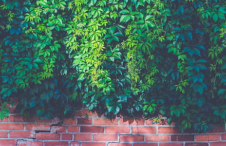Green Outdoor Plants on Brown Brick Wall thumbnail