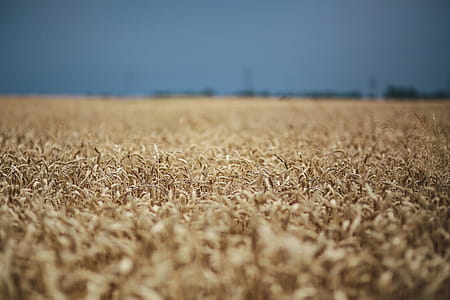 Golden grain thumbnail