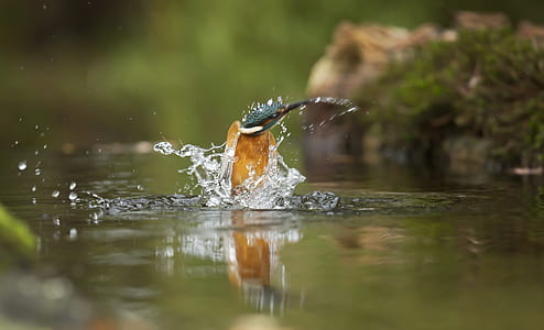 Brown and Blue Bird on Body of Water Closeup Photography thumbnail
